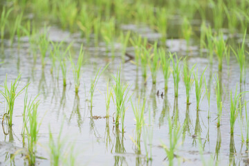 green rice plants in a lush paddy field