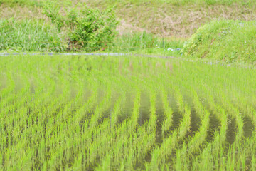 Green rice paddy field plantation in Asia