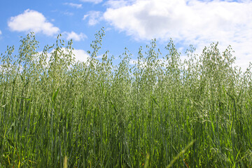 Young green sprouts of rye fly against the blue sky. Agrarian landscape of Ukraine on a sunny...