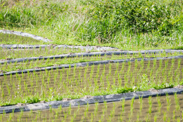 Agricultural scene in a terraced rice field. Rural villages and rice paddies in Asia.