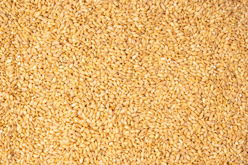 Wheat grain as a background. Top view.