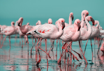Wild african birds. Group birds of pink  flamingos  walking around the blue lagoon on a sunny day