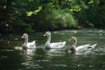Fototapeta premium View from side body of a three Muscovy duck swimming in river, Awe-inspiring, Full body shot ::2 Side Angle View