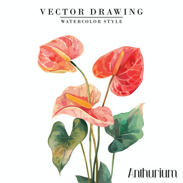 Watercolor Anthurium laceleaf clipart floral vector