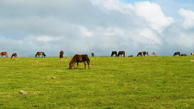 Horses eating grass on the Dada Line grassland in Keshiketeng Banner