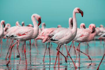 Close up of beautiful African flamingos that are standing in still water with reflection.