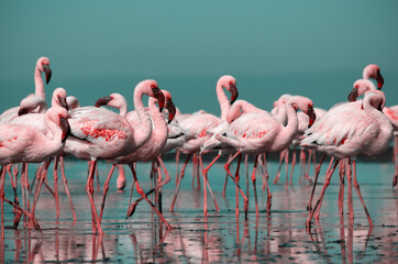 Obraz premium Wild african birds. Group birds of pink african flamingos walking around the blue lagoon