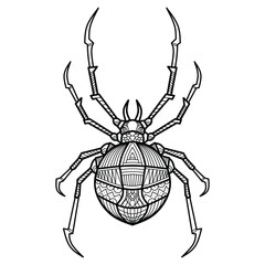 Hand drawn head of spider