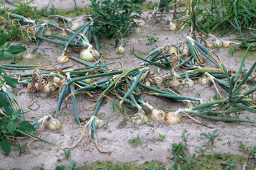 Onion plants in the field infected by fungal diseases Stemphylium Leaf Blight of Onion and...