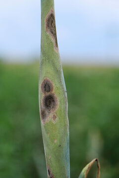 Onion plants in the field infected by fungal diseases Stemphylium Leaf Blight of Onion and Peronospora destructor causes downy mildew on leaves.