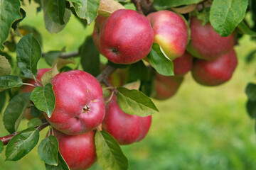 Ripe Apples in the Apple Orchard before Harvesting. Big Red delicious Apples Hanging from a Tree Branch in the Fruit Garden at Fall Harvest. Basket of Apples. Autumn Cloudy Day, Soft Shadow. 4K