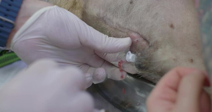 The veterinarian punctures the animal's abdominal wall with a catheter and drains ascites fluid from the animal's abdominal cavity. Rescue dogs with ascites. The veterinarian drains the ascites fluid.