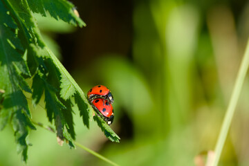 ladybugs mating on a plant leaf