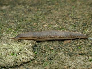Boneo slug on the mossy ground