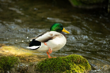 duck on the water