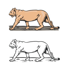 illustration of a lioness. Drawing with line art style. Simple design outline style. Easy to edit. Cartoon lioness vector illustration