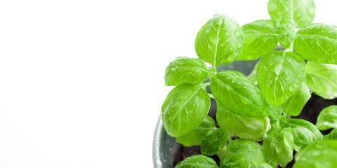 Fresh green basil bush in a metal vintage bucket on a white background, sunny day, organic food banner, macro, top view