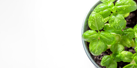 Fresh green basil bush in a metal vintage bucket on a white background, sunny day, organic food banner, macro, top view