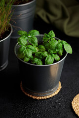 Fresh basil in pot on dark background, natural green culinary herb growing indoors, tasty homegrown plant closeup, healthy eating. Vertical photo