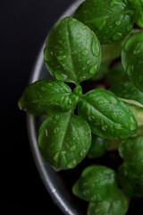 Fresh basil in pot on dark background, natural green culinary herb growing indoors, tasty homegrown plant closeup, healthy eating. Vertical photo