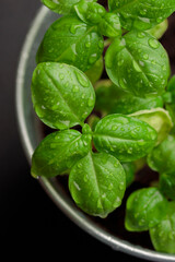 Fresh basil in pot on dark background, natural green culinary herb growing indoors, tasty homegrown plant closeup, healthy eating. Vertical photo
