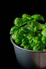Fresh basil in pot on dark background, natural green culinary herb growing indoors, tasty homegrown plant closeup, healthy eating