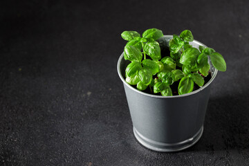 Banner with fresh basil in pot on dark background, natural green culinary herb growing indoors, tasty homegrown plant closeup, healthy eating