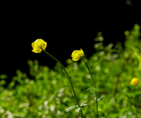 Obraz premium Trollblumen vor dunklem Hintergrund