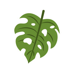 tropical leaves monstera foliage