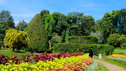 A picturesque botanical garden with exotic tropical plants and trees. Wide photo.