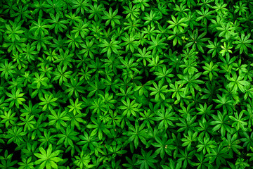 background of starry leaves. plant carpet