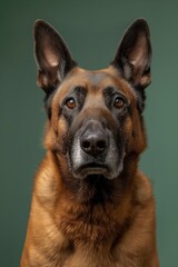 Belgian Malinois dog on minimalistic colorful background with Copy Space. Perfect for banners, veterinary ads, pet food promotions, and minimalist designs.