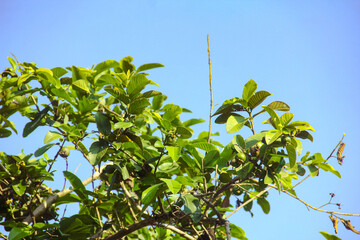 Obraz premium Green leaves of plants against bright blue sky during daytime