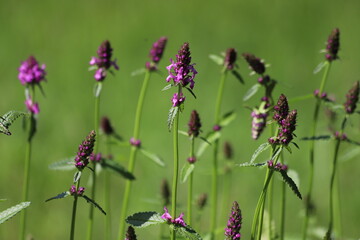 Close up of stachys officinalis, Betonica officinalis foliage.