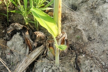 Banana tree saplings or shoots from banana plants that live around the parent plant