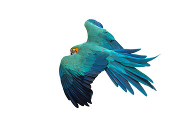 Colorful flying Blue and Gold Macaw parrot isolated on transparent background png file