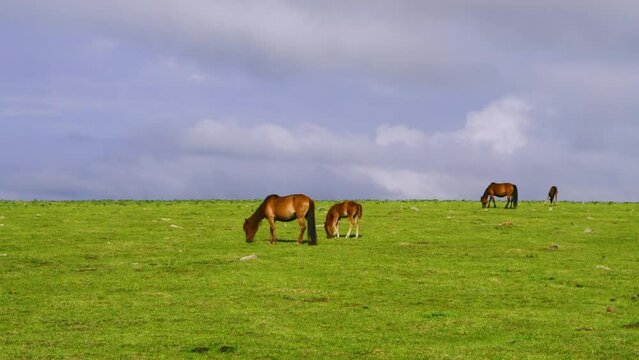 Horses eating grass on the Dada Line grassland in Keshiketeng Banner