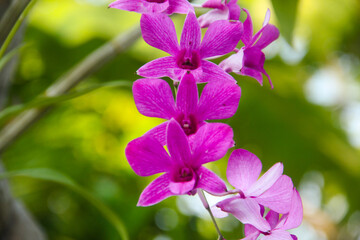 Purple orchids with a background of green leaves in a small garden in the front yard of the house