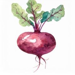 Hand drawn watercolor beetroot vegetable isolated on white background