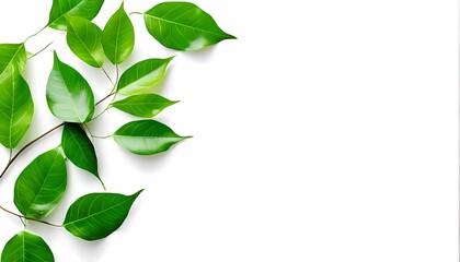 Green leaves on white background copy space, Ai Generated