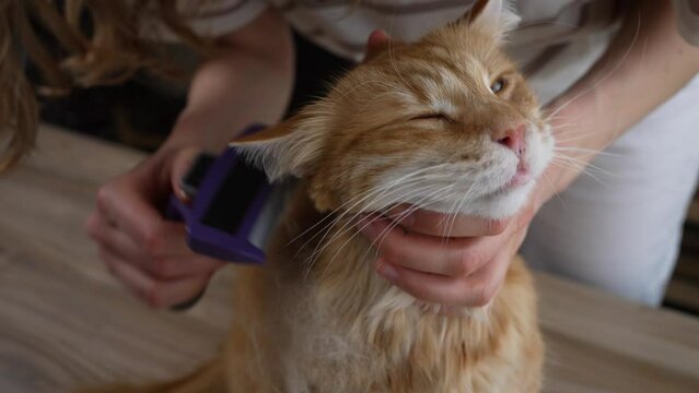 Young woman holds cat brushing hair with grooming comb at home. Attentive female takes care of pet during seasonal shedding removing loose fur. Easy grooming procedure for responsible owners
