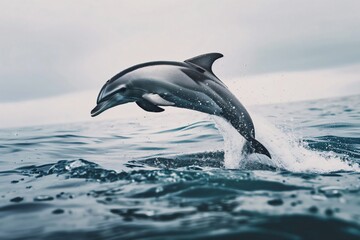 Obraz premium Exhilarating photo capturing a dolphin gracefully leaping from the ocean waves, showcasing the beauty of marine wildlife in motion