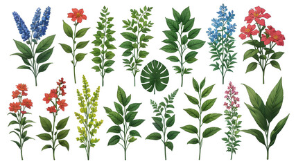 Botanical elements on transparent background.