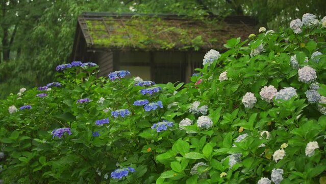 府中郷土の森公園　雨の日の紫陽花　雨の音あり