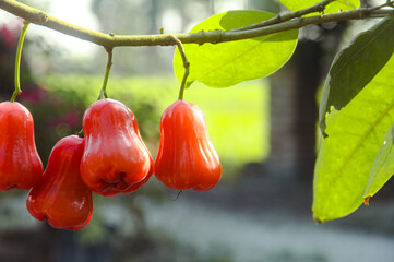 Ripe red water guava attached to its twigs, thongsamsi water guava, fresh red water guava and ready...