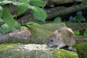 Brown Rat feeding on some bird seed