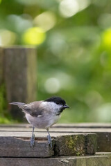 Coal Tit perched on a wooden bench looking for food