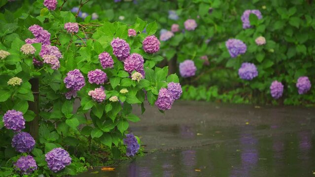 雨の日の紫陽花　雨の音あり