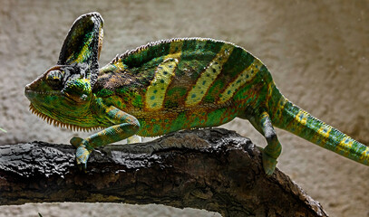 Veiled chameleon or yemen helmeted chameleon. Latin name - Chamaeleo calyptratus	