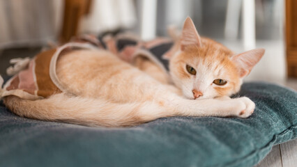 terilized cat in an anti-licking weaning suit. Young kitten wears Surgical Recovery Suit. Cat after...